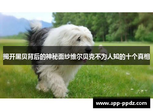 揭开黑贝背后的神秘面纱维尔贝克不为人知的十个真相